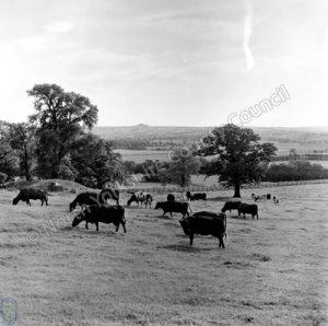 Milking Herd, North Park, Harewood Estate